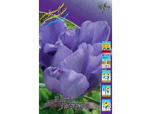 Tulipa Blue Parrot 129,1�. �� 10��.jpg