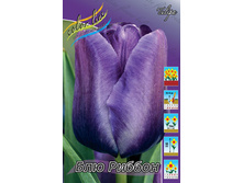 Tulipa Blue Ribbon 78�. �� 10��.jpg