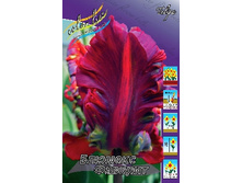 Tulipa Blumex Favorite 86,2�. �� 10��.jpg