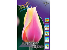 Tulipa Blushing Lady 88,2�. �� 10��.jpg