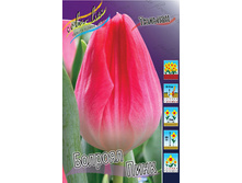 Tulipa Bolroyal Pink 96,4�. �� 10��.jpg