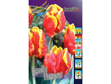 Tulipa Bright Parrot 86,2�. �� 10��.jpg