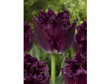 Tulipa Bulldog 170�. �� 10��.jpg