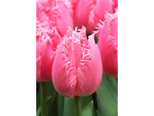 Tulipa Cacharel 137,3�. �� 10��.jpg