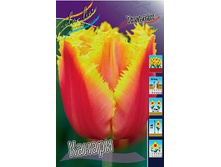 Tulipa Canary 124�. �� 10��.jpg