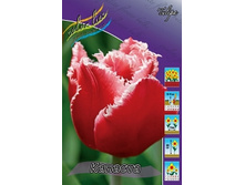 Tulipa Canasta 98,5�. �� 10��.jpg