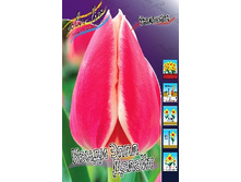 Tulipa Candy Apple Delight 118,9�. �� 10��.jpg