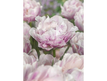 Tulipa Candy Clouds 134,2�. �� 10��.jpg