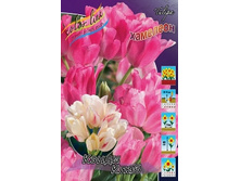 Tulipa Candy Club 129,1�. �� 10��.jpg
