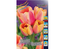 Tulipa Candy Kisses 139,3�. �� 10��.jpg