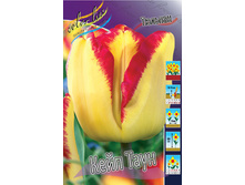Tulipa Cape Town 118,9�. �� 10��.jpg
