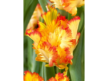 Tulipa Carribean Parrot 290�. �� 10��.jpg