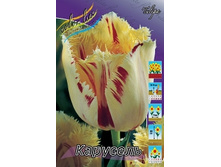 Tulipa Carroussel 108,7�. �� 10��.jpg