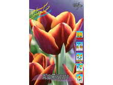 Tulipa Cayenne 103,6�. �� 10��.jpg