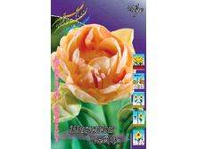 Tulipa Charming Lady 113,8�. �� 10��.jpg