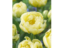 Tulipa Cheryl 134,2�. �� 10��.jpg