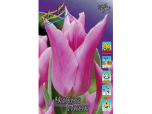 Tulipa China Pink 93,3�. �� 10��.jpg