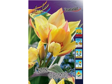 Tulipa City Flower 86,2�. �� 10��.jpg