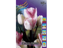 Tulipa Cloud Nine 124�. �� 10��.jpg