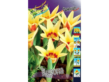 Tulipa Corona 83,1�. �� 10��.jpg