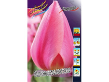 Tulipa Cosmopolitan 80,1�. �� 10��.jpg