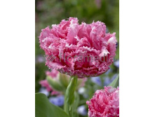 Tulipa Crispion Love 164,9�. �� 10��.jpg