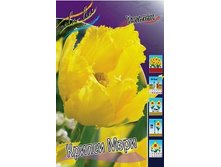 Tulipa Crispy Mary 88,2�. �� 10��.jpg