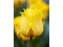 Tulipa Crystal Star 83,1�. �� 10��.jpg