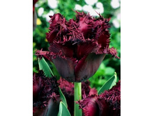 Tulipa Cuban Night 170�. �� 10��.jpg