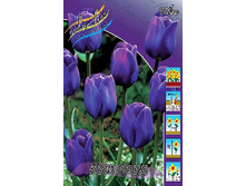 Tulipa Cum Laude 112,2�. �� 10��.jpg
