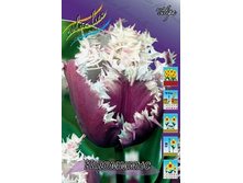 Tulipa Cummins 164,9�. �� 10��.jpg