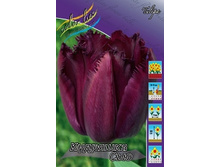 Tulipa Curly Sue 103,6�. �� 10��.jpg