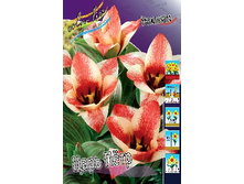 Tulipa Czaar Peter 78�. �� 10��.jpg