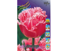 Tulipa Dallas 83,1�. �� 10��.jpg