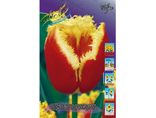 Tulipa Davenport 98,5�. �� 10��.jpg