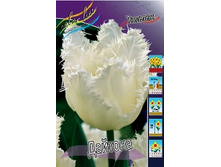 Tulipa Daytona 98,5�. �� 10��.jpg