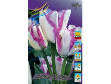 Tulipa Del Piero 113,8�. �� 10��.jpg