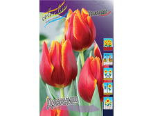 Tulipa Devenish 98,5�. �� 10��.jpg