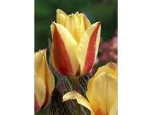 Tulipa Donna Bella 93,3�. �� 10��.jpg
