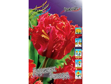 Tulipa Doorman's Record 149,5 � �� 10��.jpg