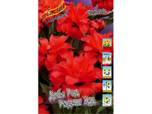 Tulipa Double Red Riding Hood 83,1�. �� 10��.jpg
