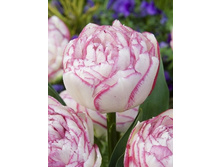 Tulipa Double Touch 619,5�. �� 5��.jpg