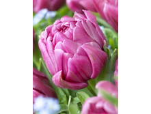Tulipa Double You 103,6�. �� 10��.jpg