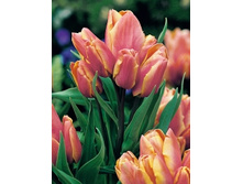 Tulipa Dragon's King 88,2�. �� 10��.jpg