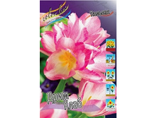 Tulipa Dream Club 224,1�. �� 10��.jpg