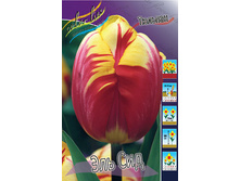 Tulipa El Cid 108,7�. �� 10��.jpg