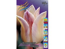 Tulipa Elegant Lady 83,1�. �� 10��.jpg