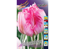 Tulipa Elsenburg 164,9�. �� 10��.jpg