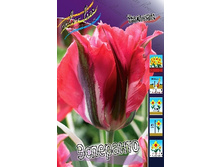 Tulipa Esperanto 108,7�. �� 10��.jpg