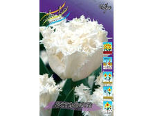 Tulipa Estafette 190,4�. �� 10��.jpg